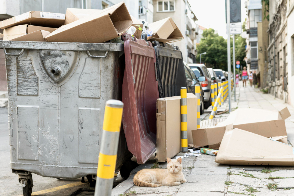 Tips and Tricks to Keep Pests Out of Your Trash